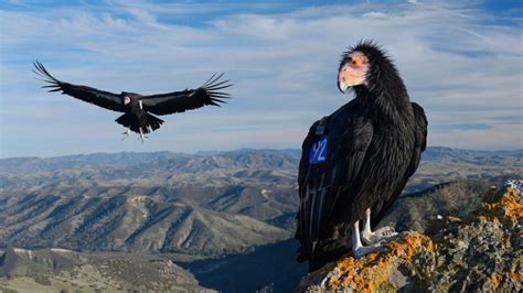 California condors spotted in East Bay for first time in 100 years